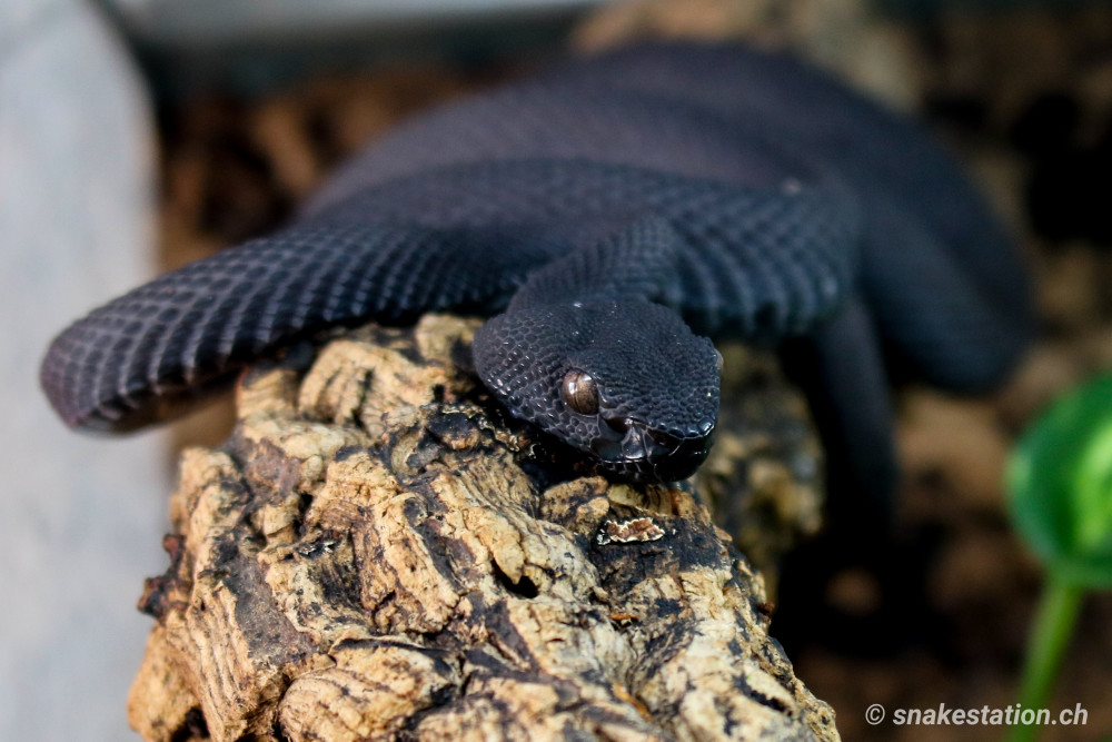 Trimeresurus purpureomaculatus “black”
