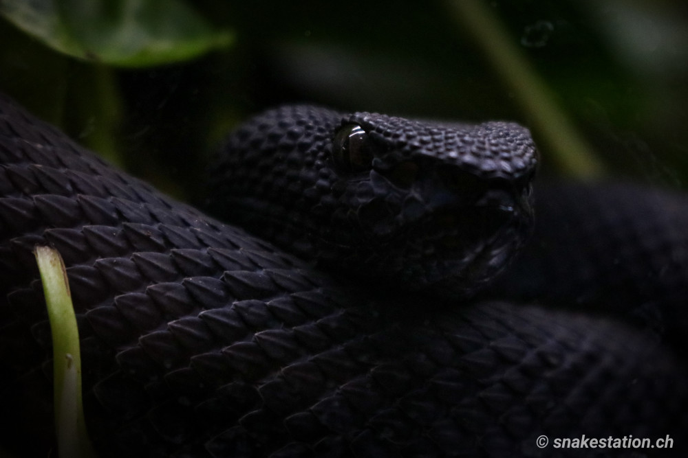 Trimeresurus purpureomaculatus “black”