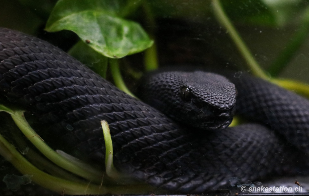 Trimeresurus purpureomaculatus “black”